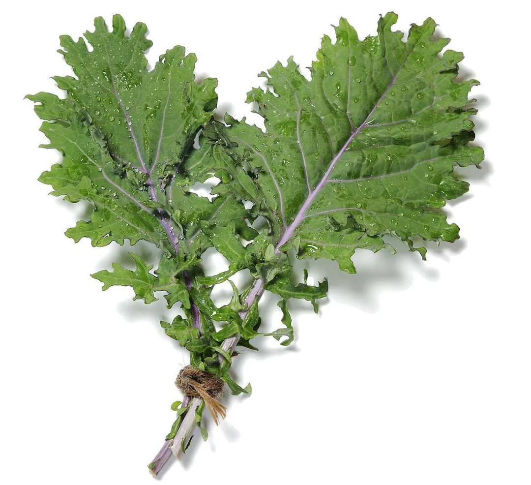 Fresh Organic Baby Spinach – Premium Farm Harvest